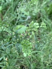 Lepidium virginicum