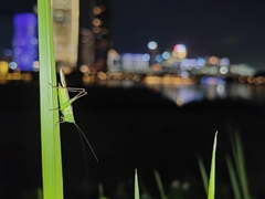 Conocephalus maculatus