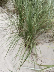 Ammophila arenaria