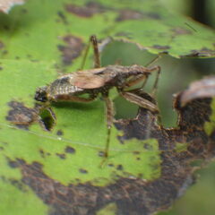 Himacerus apterus