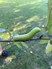 Smerinthus ocellata