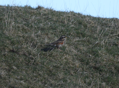Turdus iliacus