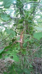 Gryllus