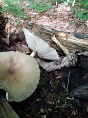 Megacollybia