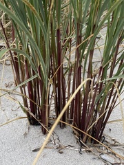 Ammophila arenaria