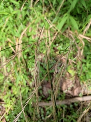 Elymus tsukushiensis