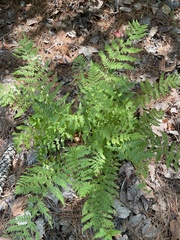 Athyrium angustum