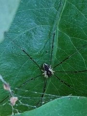 Mitopus morio