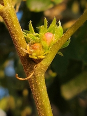 Andricus quercusfrondosus