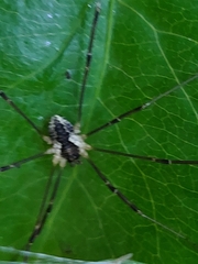 Mitopus morio