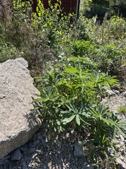 Lupinus polyphyllus