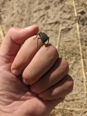 Tenebrionoidea