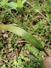 Elymus tsukushiensis