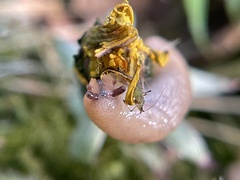 Deroceras reticulatum