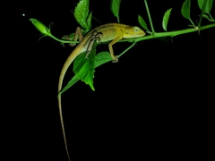 Calotes versicolor