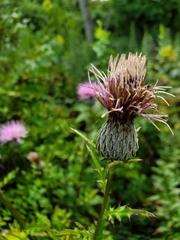 Cirsium muticum