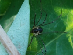 Mitopus morio