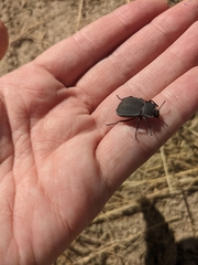 Tenebrionoidea