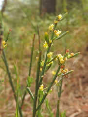 Osyris alba