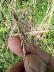 Elymus tsukushiensis