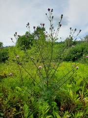 Cirsium muticum