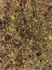Centromadia fitchii