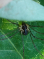 Mitopus morio