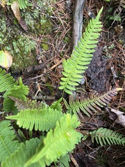 Polypodium virginianum