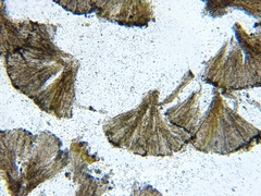 Micarea prasina