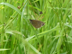 Aphantopus hyperantus