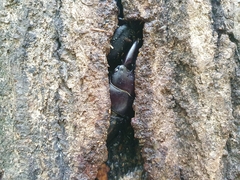 Serrognathus titanus castanicolor