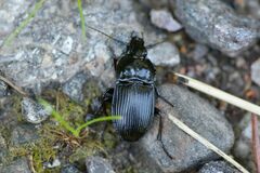 Abax ovalis