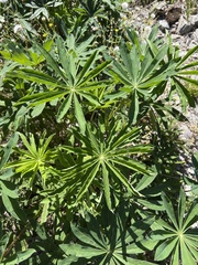Lupinus polyphyllus