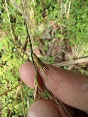 Elymus tsukushiensis