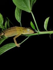 Calotes versicolor