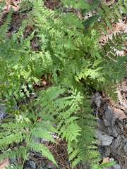 Athyrium angustum