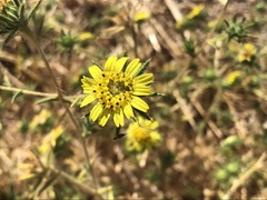 Centromadia fitchii