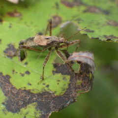 Himacerus apterus