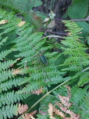 Barbitistes serricauda