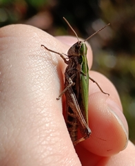 Omocestus viridulus