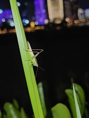 Conocephalus maculatus