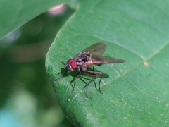 Diptera