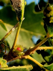 Andricus quercusfrondosus