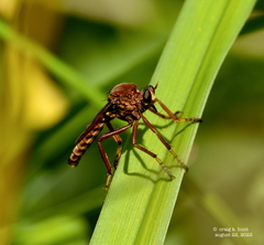 Diogmites basalis