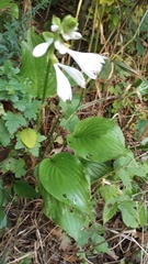 Hosta plantaginea