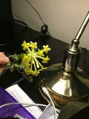 Lasiosiphon anthylloides