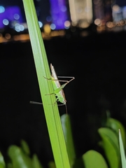Conocephalus maculatus