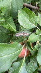 Hyphantria cunea