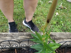 Oncopeltus fasciatus