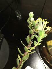 Lasiosiphon anthylloides